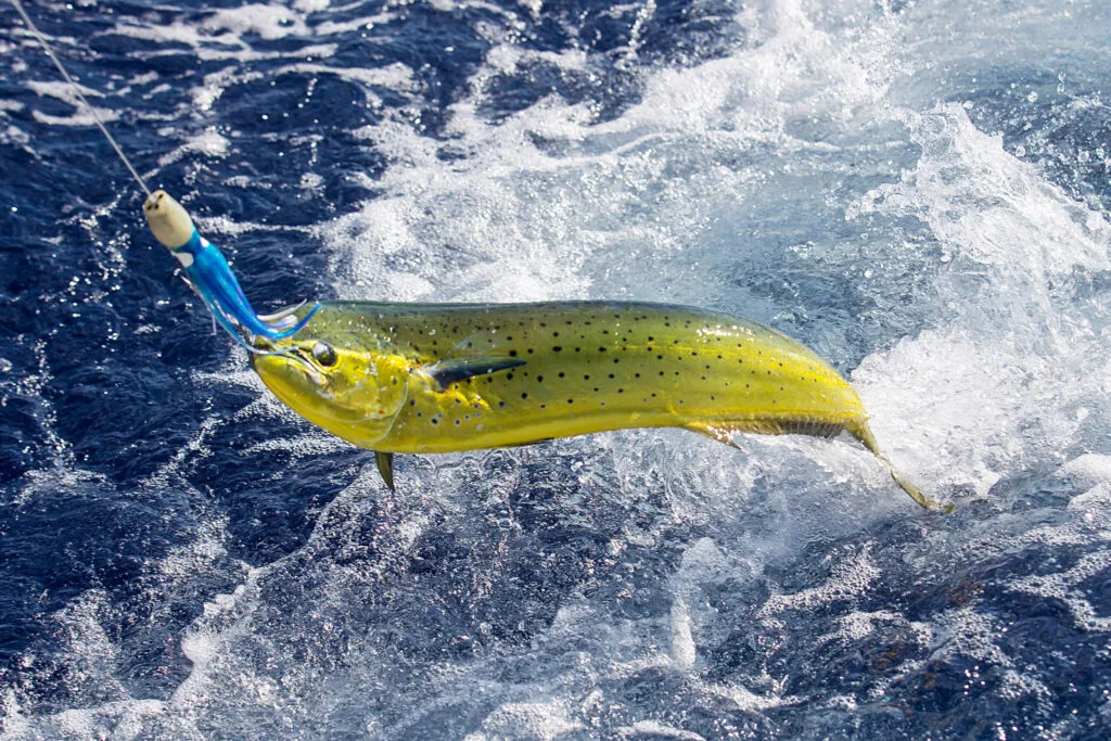 Angler on boat reeling in vibrant Mahi Mahi, showcasing Reel Lucky Charters West Palm Beach's fishing experience.