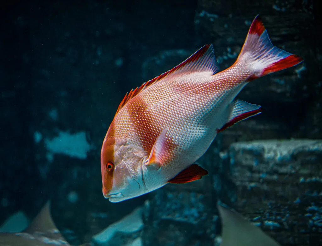 Close-up of a snapper fish swimming underwater, showcasing vibrant scales, related to West Palm Beach fishing charters.