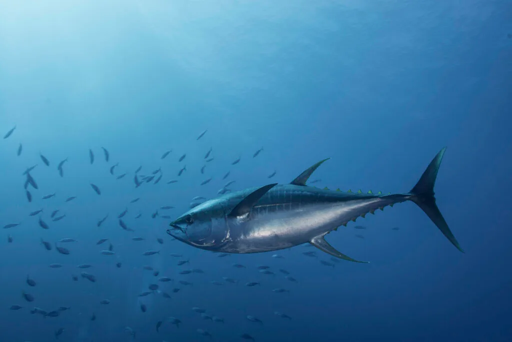 Large Yellowfin Tuna speeds towards a school of mackerel, showcasing the thrill of West Palm Beach fishing charters.