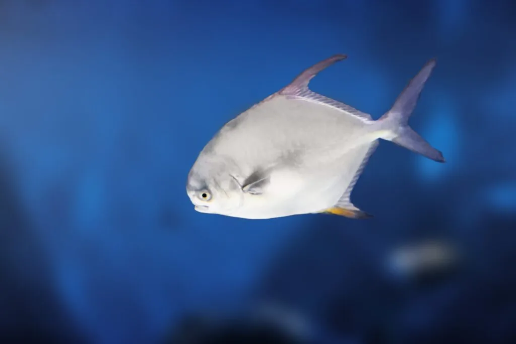 Illustrative image for West Palm Beach fishing charters: Snubnose,Pompano,(trachinotus,Blochii),-,Marine,Fish