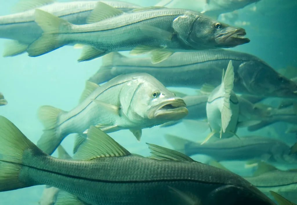 West Palm Beach fishing charters - A school of snook swimming underwater in Florida, highlighting the vibrant marine life ava