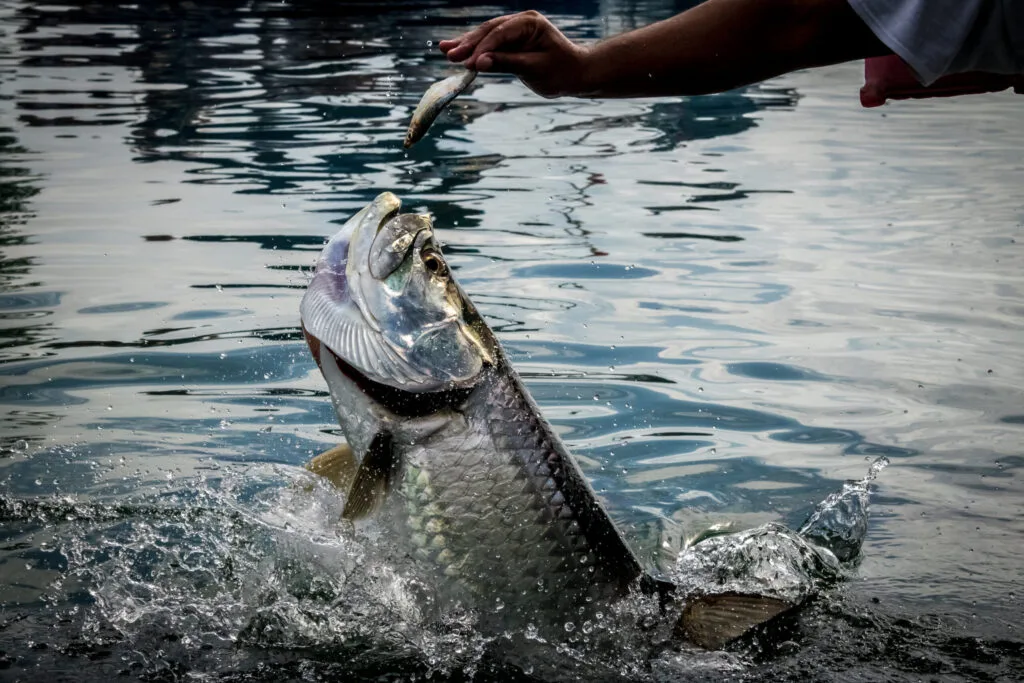 West Palm Beach fishing charters - Tarpon fish leaping out of the water near Caye Caulker, Belize, showcasing a dynamic scene