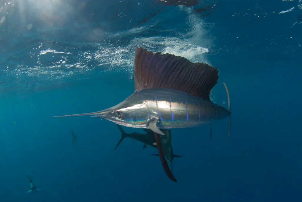 Atlantic sailfish swimming underwater near Isla Contoy, Quintana Roo, Mexico; relevant to West Palm Beach fishing charters.