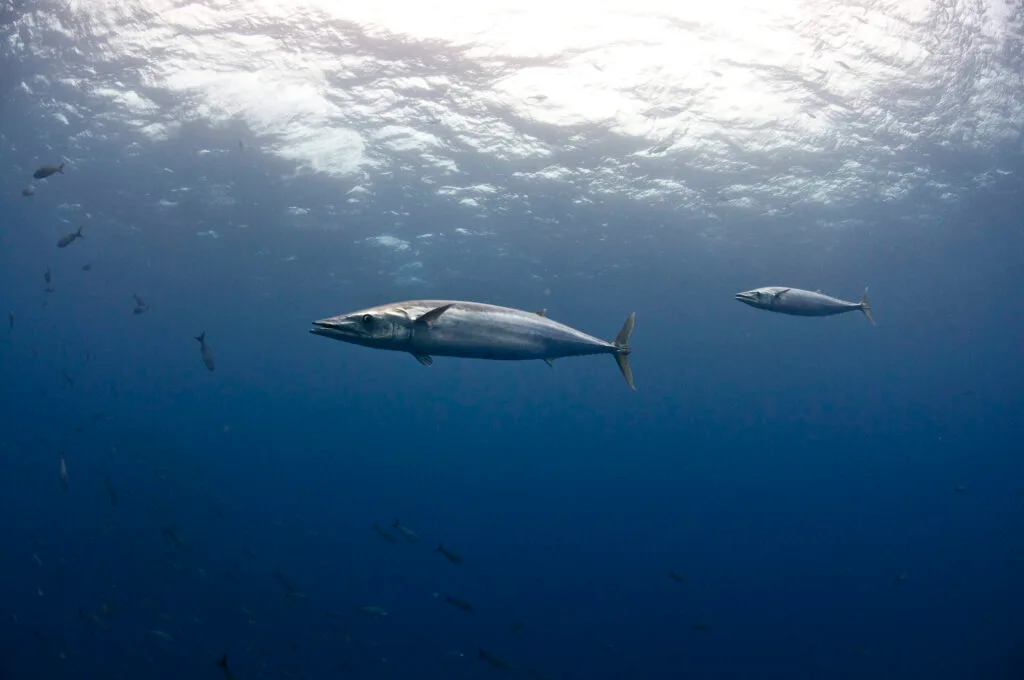 Wahoo fish swimming underwater at Roca Partida, Revillagigedo, Mexico; relates to West Palm Beach fishing charters.