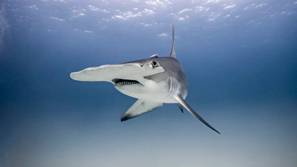 Hammerhead shark swimming underwater, showcasing its distinctive head shape, related to West Palm Beach fishing charters.